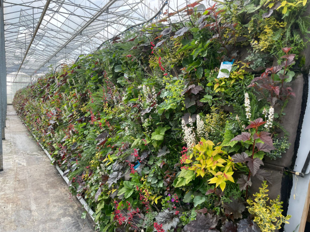 groene gevel
