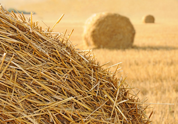 StrawHaystacksOnTheGrainFieldAfterHarvesting | BouwTotaal Foto: Shutterstock.